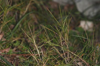 Brachypodium retusum, photographed by Julien Renoult