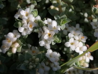 Pimelea prostrata, photographed by darmozrac