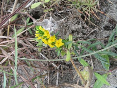 Euploca polyphylla, photographed by Ben Machado