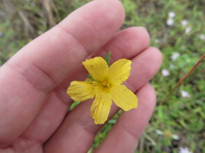 Piriqueta cistoides, photographed by Ben Machado