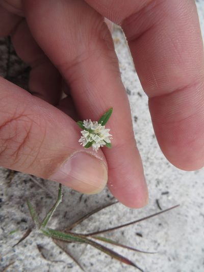 Diacrodon compressus, photographed by Ben Machado