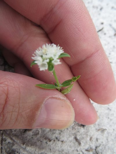 Diacrodon compressus, photographed by Ben Machado