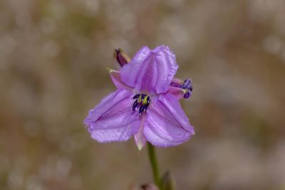 Dichopogon strictus, photographed by Andrew Allen