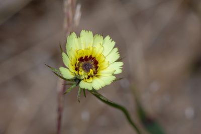 Tolpis barbata, photographed by Andrew Allen