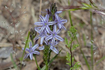 Caesia calliantha, photographed by Andrew Allen