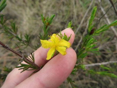 Hypericum fasciculatum, photographed by Ben Machado