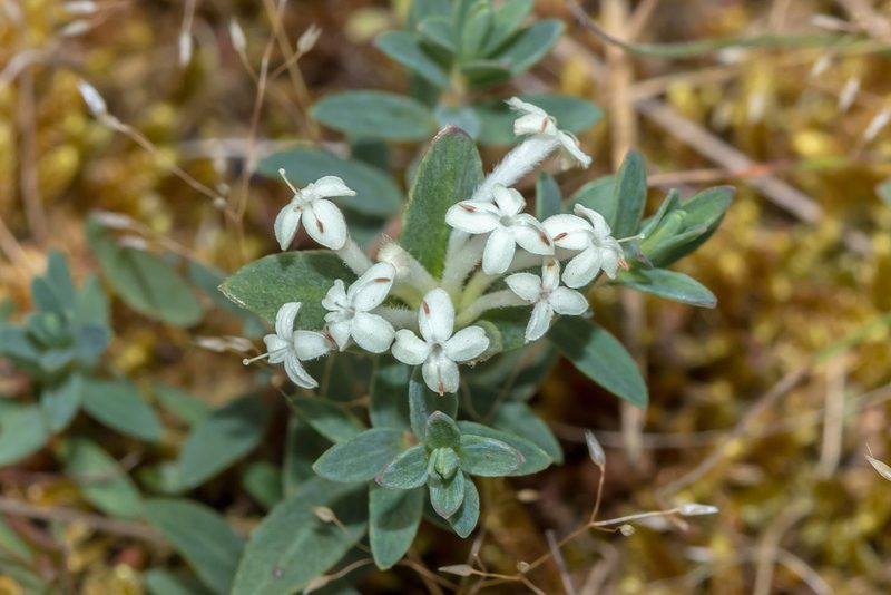 Pimelea humilis, photographed by Andrew Allen