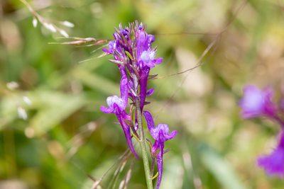 Linaria pelisseriana, photographed by Andrew Allen