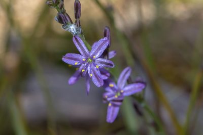 Caesia calliantha, photographed by Andrew Allen