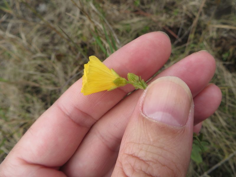 Piriqueta cistoides, photographed by Ben Machado