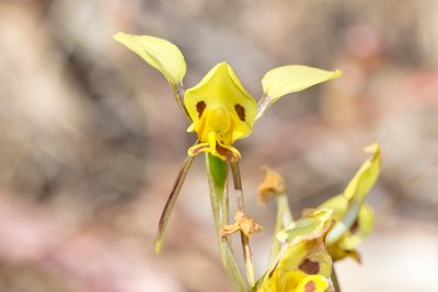 Diuris sulphurea, photographed by Andrew Allen