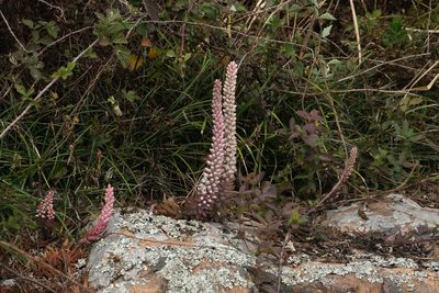 Orostachys fimbriata, photographed by Wang.QG