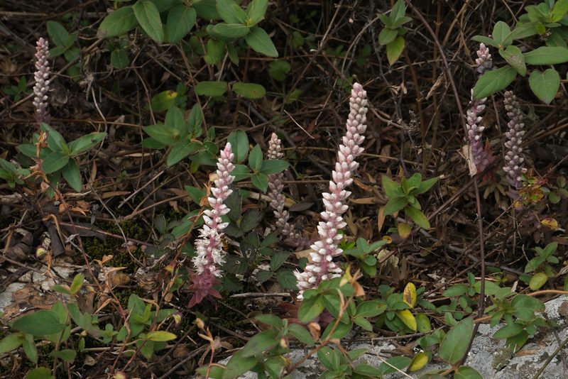 Orostachys fimbriata, photographed by Wang.QG