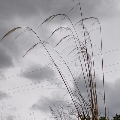 Austroderia richardii, photographed by Jenny Saito