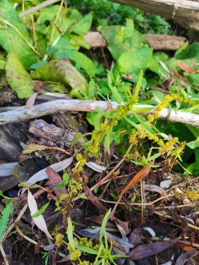 Rumex palustris, photographed by Zoltán Nagy