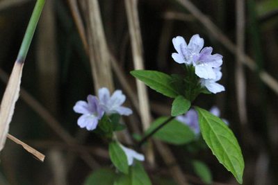 Strobilanthes tetrasperma, photographed by Agnes Trekker