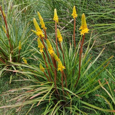 Bulbinella angustifolia, photographed by Jenny Saito