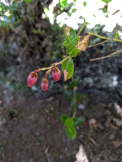 Agarista buxifolia, photographed by Denis Bastianelli