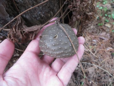 Dioscorea bulbifera, photographed by Ben Machado