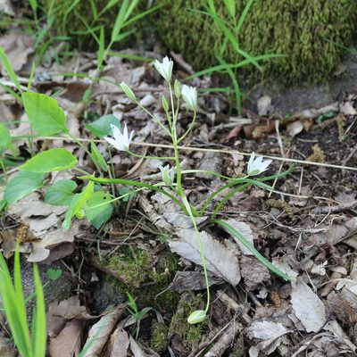 Ornithogalum woronowii, photographed by Юрий Данилевский (Yuriy Danilevsky)
