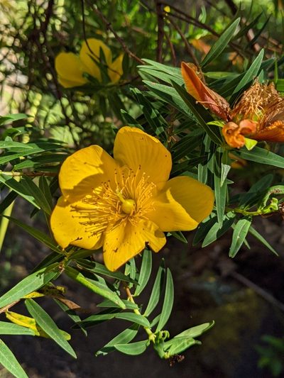 Hypericum lanceolatum, photographed by Denis Bastianelli