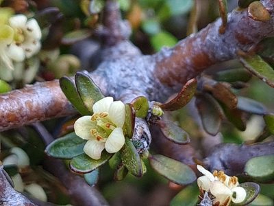 Pittosporum anomalum, photographed by gnapp