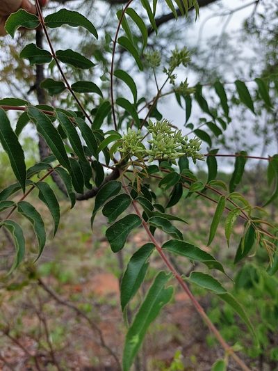 Kirkia acuminata, photographed by Manuel R Popp