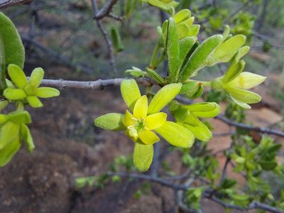 Vangueria triflora, photographed by Manuel R Popp