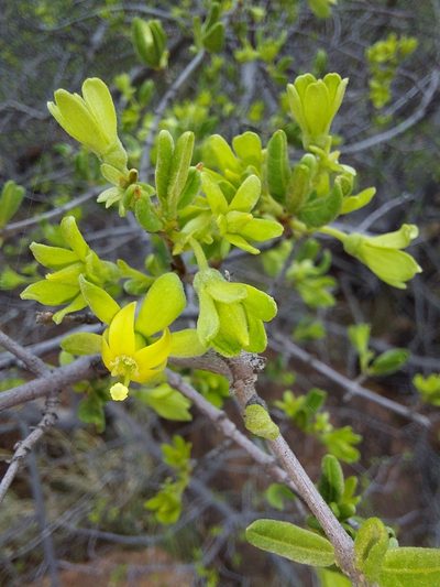 Vangueria triflora, photographed by Manuel R Popp