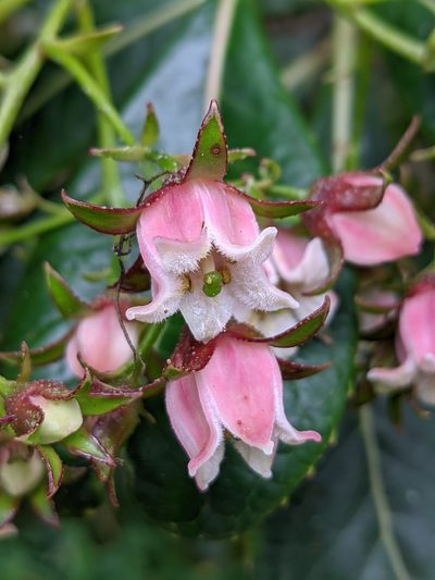 Forgesia racemosa, photographed by Denis Bastianelli