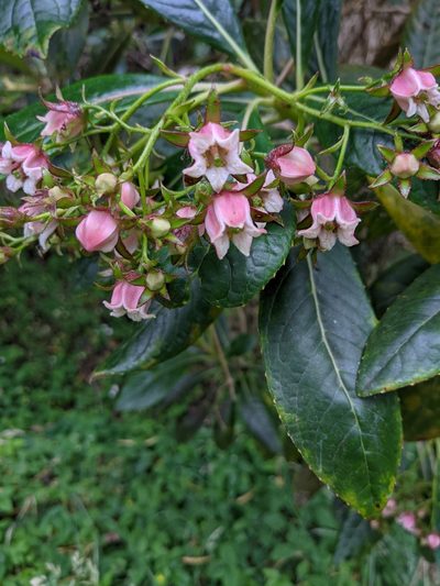 Forgesia racemosa, photographed by Denis Bastianelli