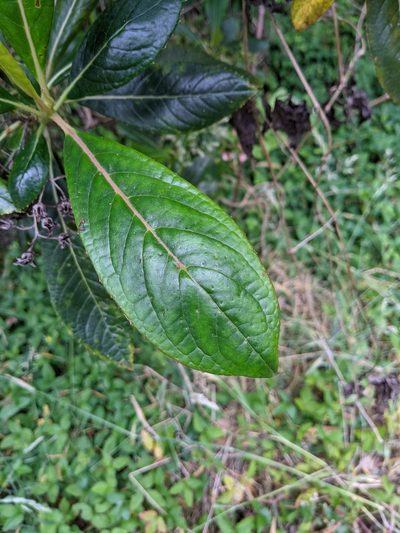 Forgesia racemosa, photographed by Denis Bastianelli