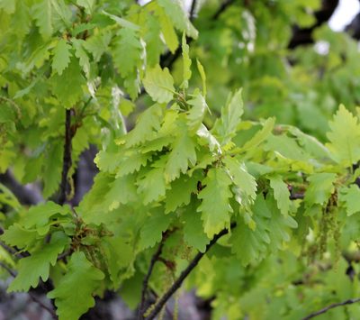 Quercus macranthera, photographed by Юрий Данилевский (Yuriy Danilevsky)