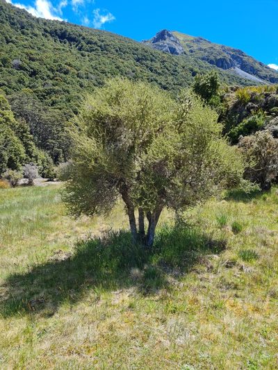 Olearia virgata, photographed by gnapp