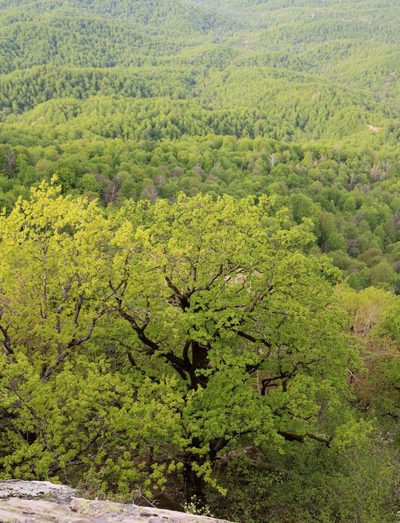 Quercus macranthera, photographed by Юрий Данилевский (Yuriy Danilevsky)