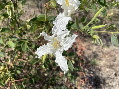 Bauhinia macrantha, photographed by Robert Taylor