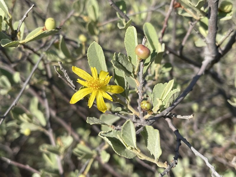 Grewia flava, photographed by Robert Taylor