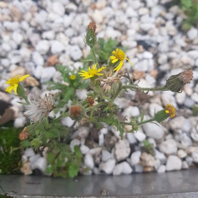 Senecio viscosus, photographed by Ilkka Tuunainen