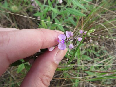 Asemeia grandiflora, photographed by Ben Machado