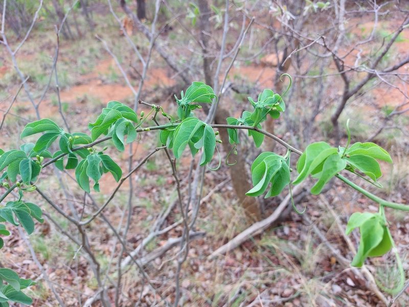 Adenia glauca, photographed by Manuel R Popp