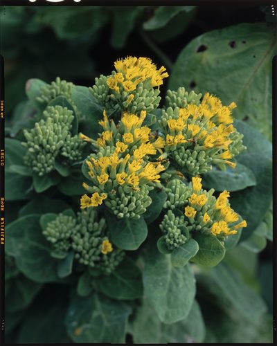 Crepidiastrum platyphyllum, photographed by Hibiki Katayama