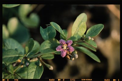 Lycium chinense, photographed by Hibiki Katayama