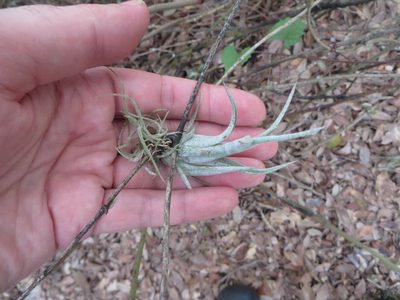 Tillandsia paucifolia, photographed by Ben Machado