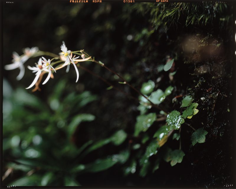 Saxifraga fortunei, photographed by Hibiki Katayama