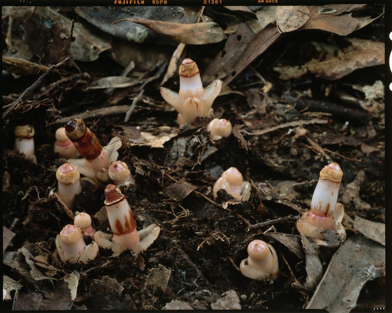 Mitrastemon yamamotoi, photographed by Hibiki Katayama