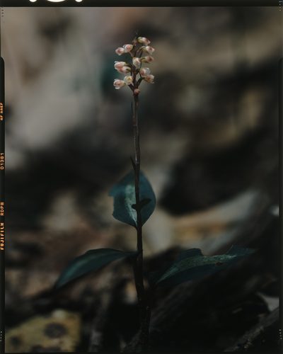 Goodyera hachijoensis, photographed by Hibiki Katayama