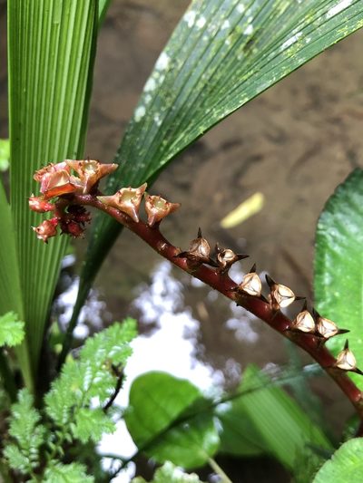 Monolena primuliflora, photographed by Skjold Søndergaard