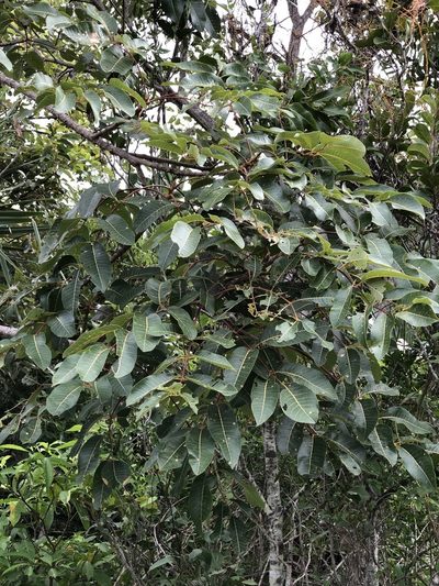 Canarium australianum, photographed by elawrey