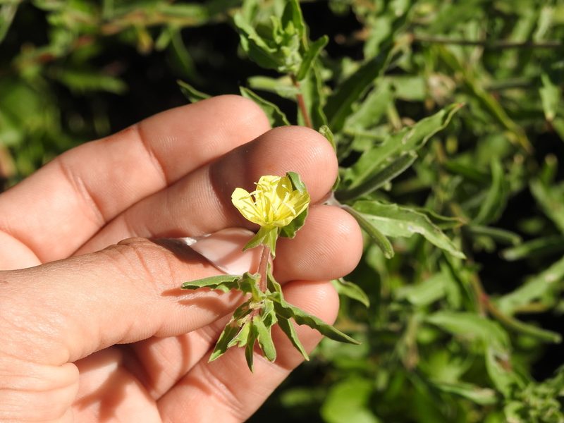 Oenothera indecora, photographed by Eduardo Luis Beltrocco