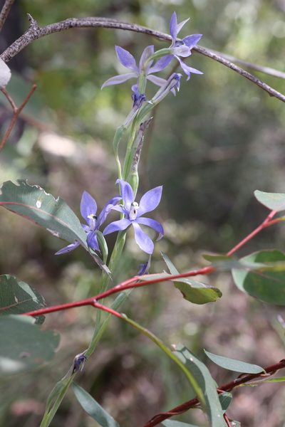 Thelymitra paludosa, photographed by Hugo Innes